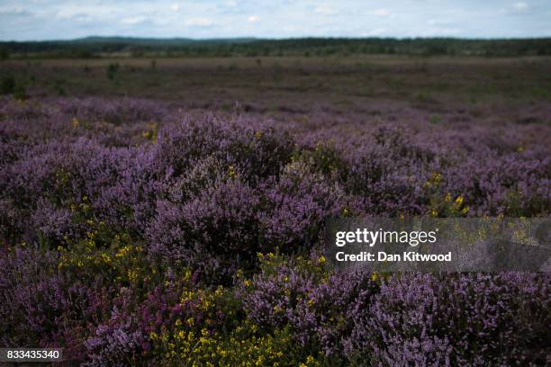 Heather blooms on Thursley National Nature Reserve on August 16, 2017 in Thursley, England. The 325 hectre site, managed by Natural England, is a...