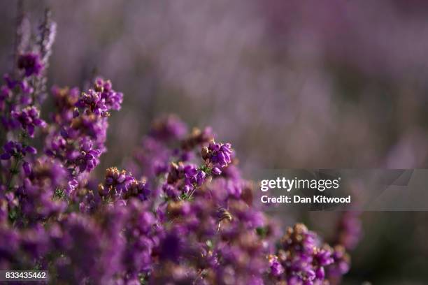 Heather blooms on Thursley National Nature Reserve on August 16, 2017 in Thursley, England. The 325 hectre site, managed by Natural England, is a...