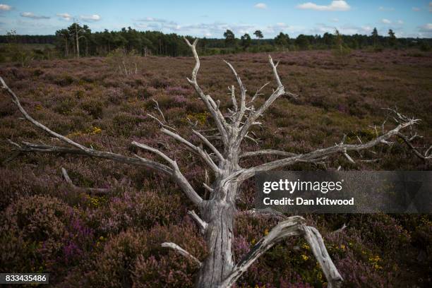 Fallen tree lays in Heather as it blooms on Thursley National Nature Reserve on August 16, 2017 in Thursley, England. The 325 hectre site, managed by...