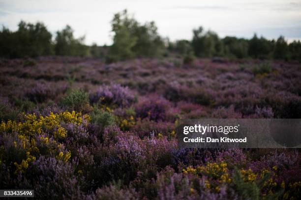 Heather blooms on Thursley National Nature Reserve on August 16, 2017 in Thursley, England. The 325 hectre site, managed by Natural England, is a...