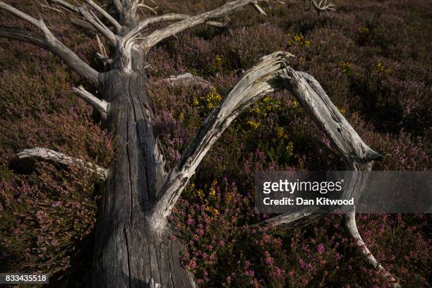 Fallen tree lays in Heather as it blooms on Thursley National Nature Reserve on August 16, 2017 in Thursley, England. The 325 hectre site, managed by...