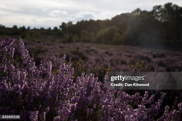 Heather blooms on Thursley National Nature Reserve on August 16, 2017 in Thursley, England. The 325 hectre site, managed by Natural England, is a...