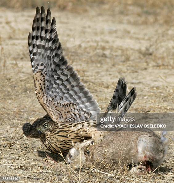 Falcon Hunting Rabbit A falcon catches a rabbit during the hunting festival