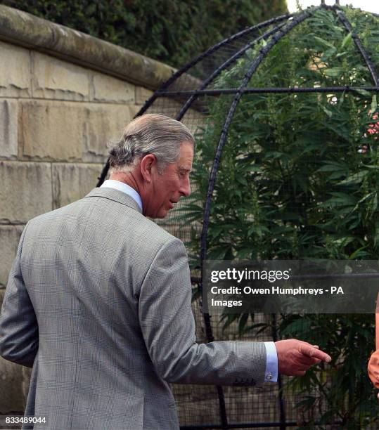 The Prince of Wales inspects the cannabis plants in the poison garden at Alnwick Castle today in Northumberland.