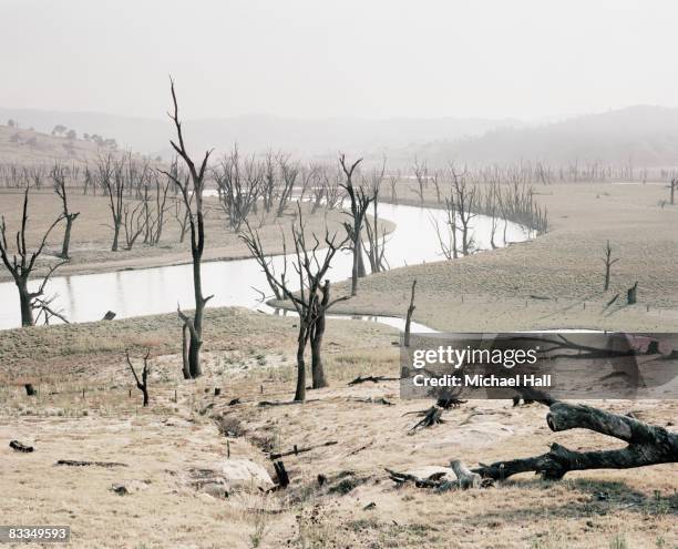 dead trees in barren, drought ridden landscape - emergencies and disasters australia stock pictures, royalty-free photos & images