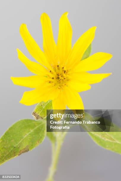 small sunflower - bouquet garni stock pictures, royalty-free photos & images