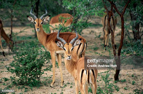 impala, kruger national park, south africa - kruger national park stockfoto's en -beelden