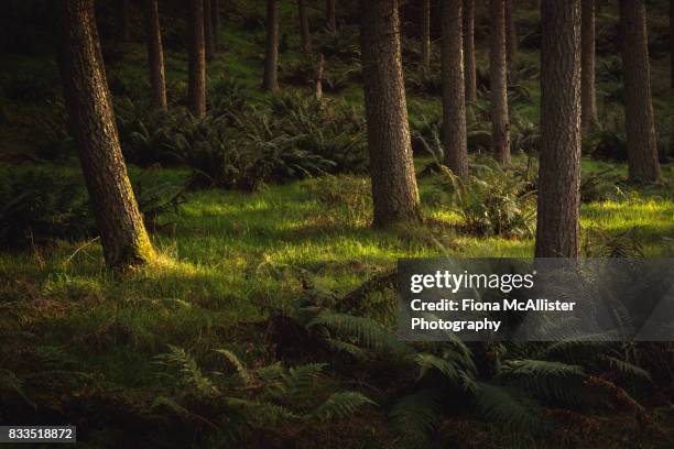 forest floor : darkness and light - can't see the wood for the trees stock pictures, royalty-free photos & images