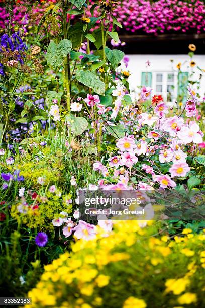 flowers in cottage garden - landhaus stock-fotos und bilder