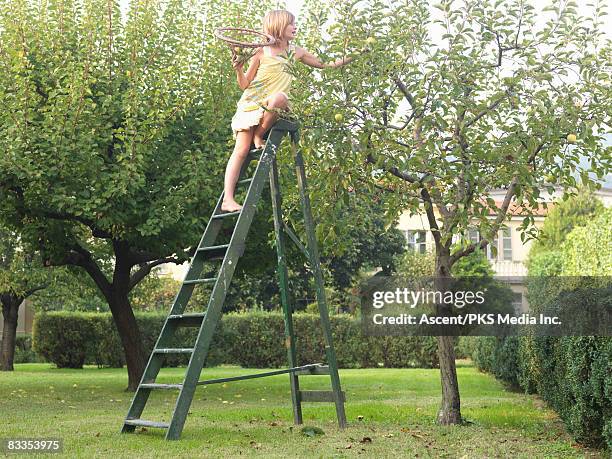 girl picks apple at top of tree, from stepladder - kids play apple photos et images de collection