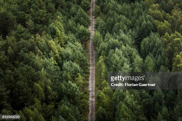 Forest path through a mixed forest is pictured on August 04, 2017 in Bernsdorf, Germany.