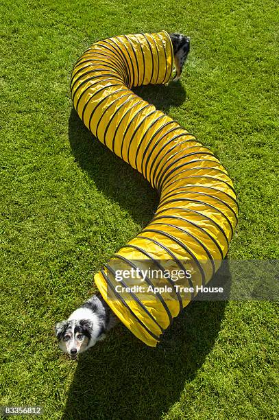 dog with very long body - dog agility stock pictures, royalty-free photos & images