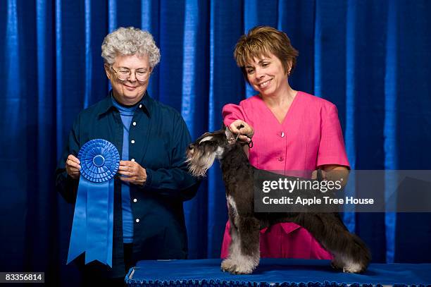 owner, judge and dog with first place ribbon - best in show dog stock pictures, royalty-free photos & images