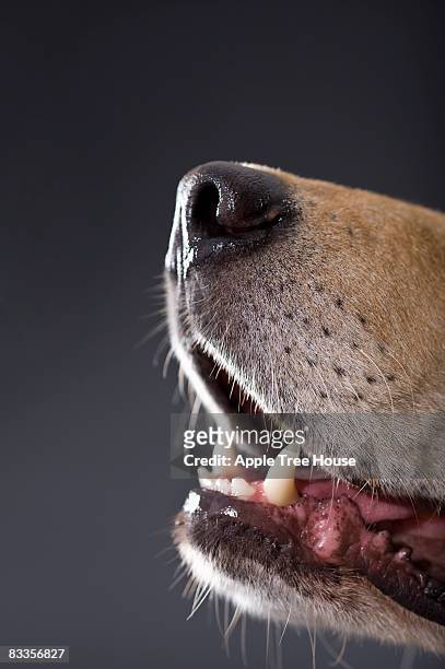 dog nose and mouth, close-up - dog nose stock pictures, royalty-free photos & images