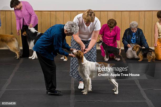 dog in competition being examined by judge - dog show stock pictures, royalty-free photos & images