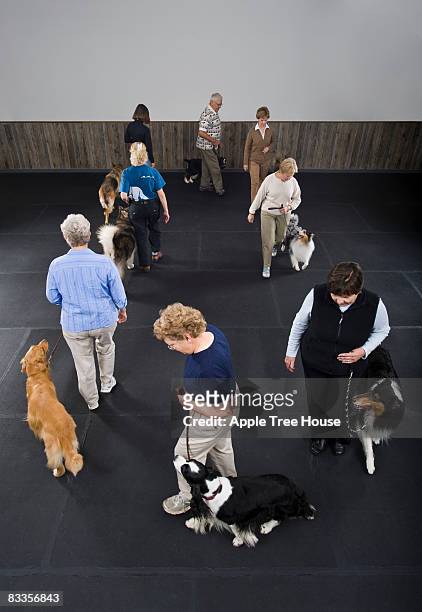 proprietários andar cães na aula de obediência - senior people training imagens e fotografias de stock
