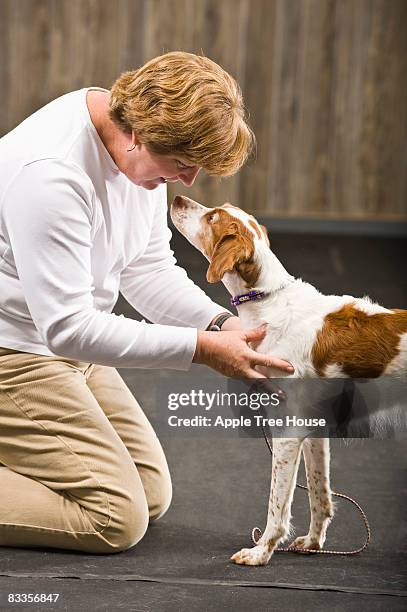 mujer con perro de bretaña - brittany spaniel fotografías e imágenes de stock