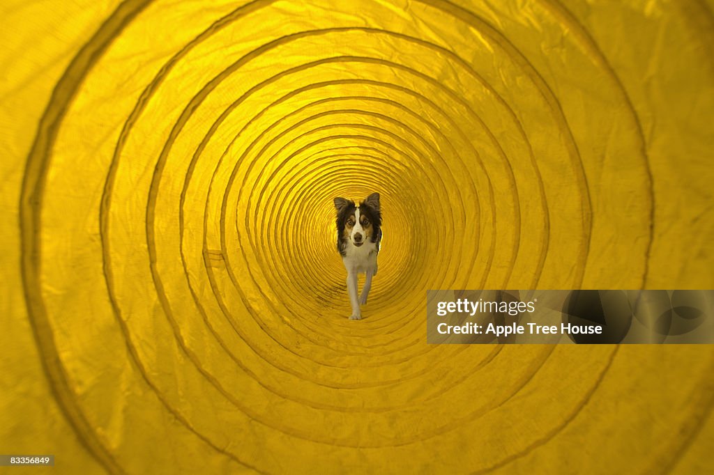 Cane corre attraverso il tunnel di agilità