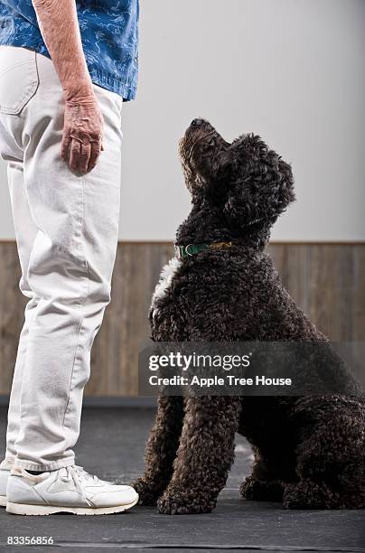 portugese water dog looking for instruction  - portuguese water dog stock pictures, royalty-free photos & images