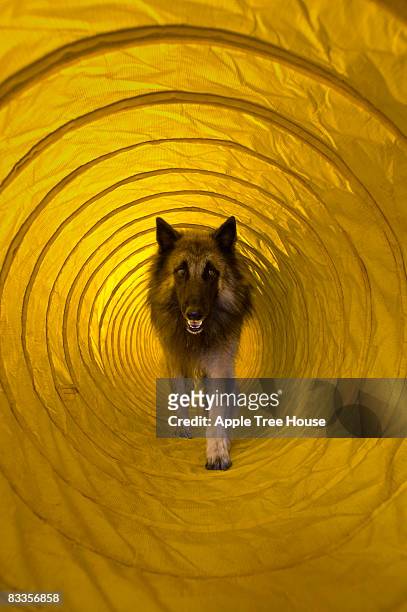 perros corriendo a través de la agilidad túnel - agility fotografías e imágenes de stock