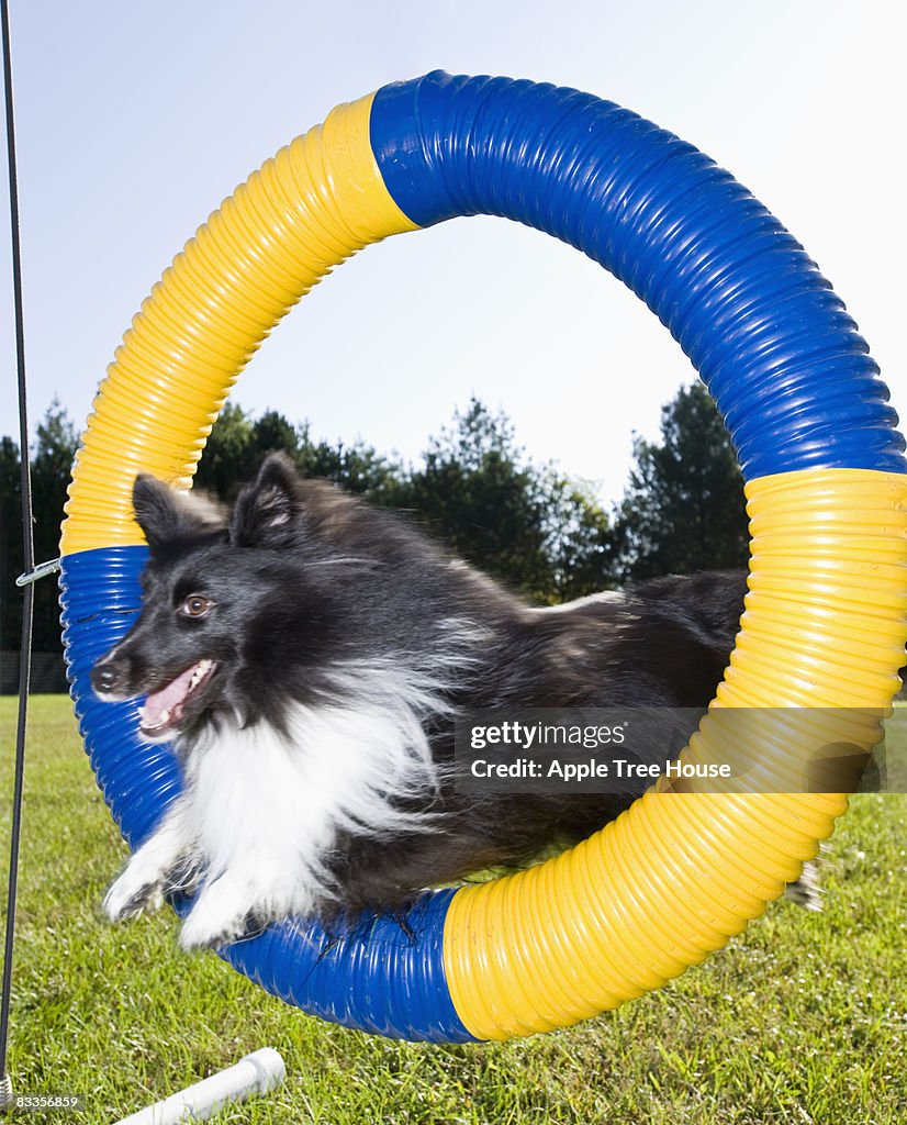 Sheltie jumping through Agilität Reifen jump