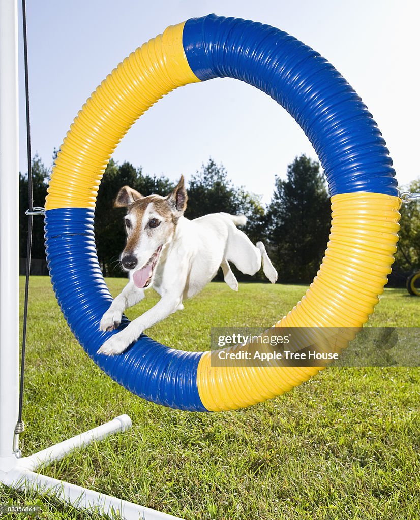 Lisa Fot Terrier pasar por la agilidad tire