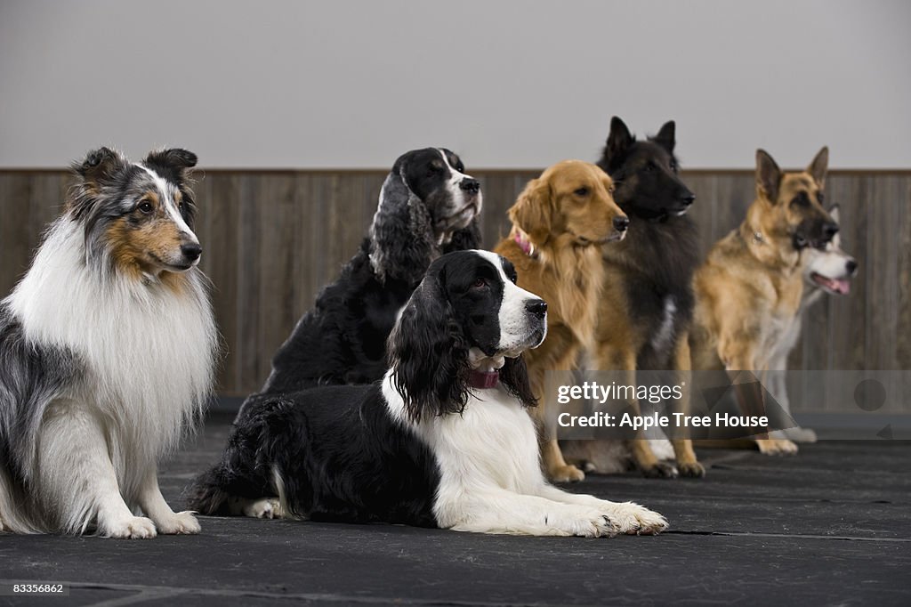 Linea di cani di razza in Classe di addestramento di animali