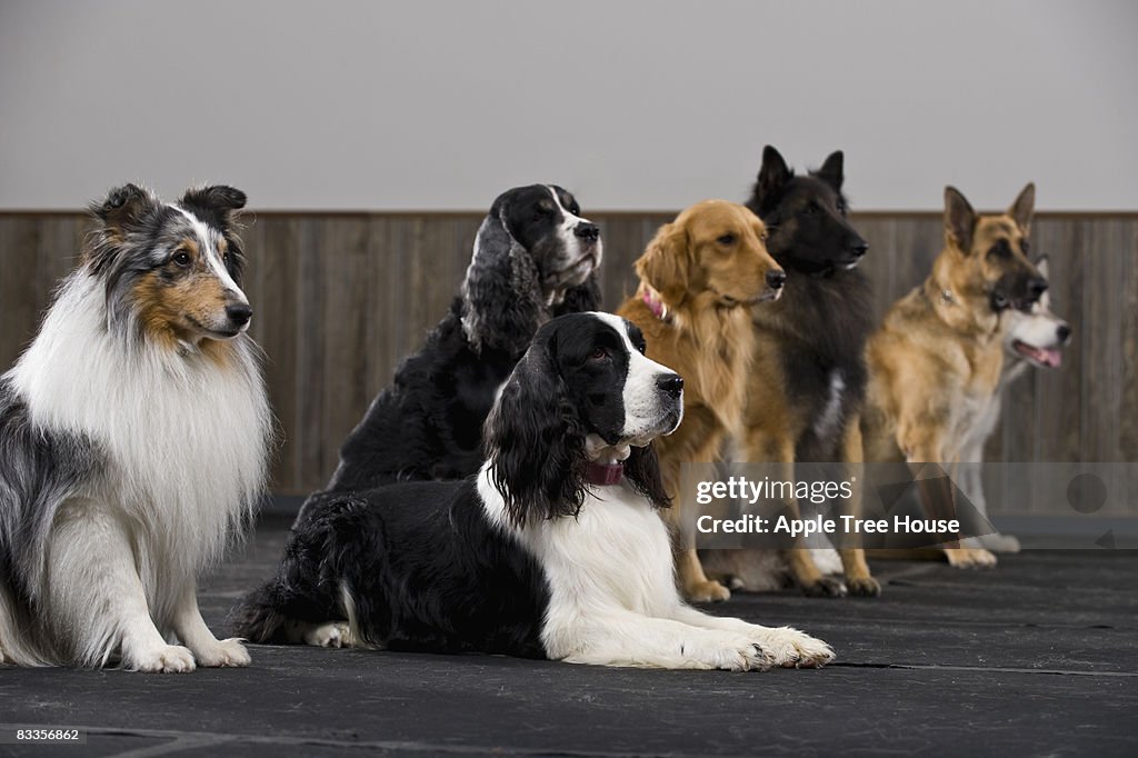 Line of purebred dogs in obedience class
