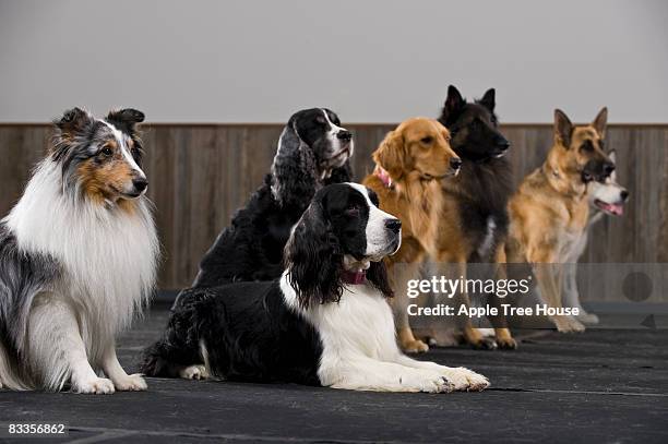 line of purebred dogs in obedience class - dog training stock pictures, royalty-free photos & images