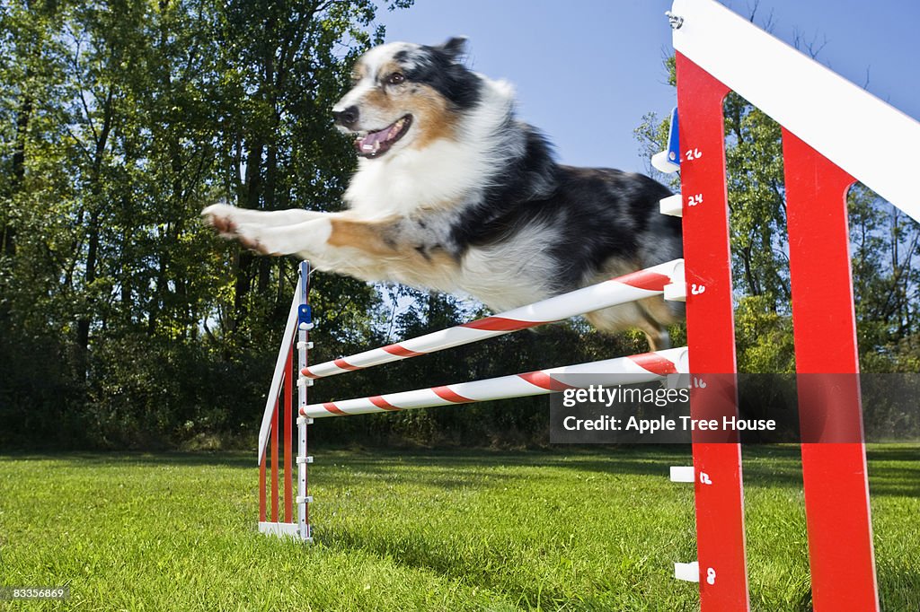 Australian Shepard flying over agility jump