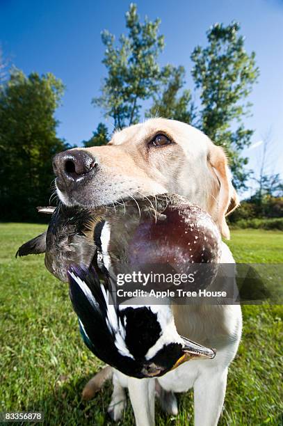 Duck Riding A Lab Labrador Ducks Photos and Premium High Res Pictures - Getty Images