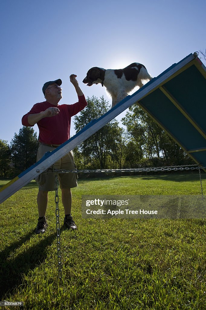 Owner leading dog over A-frame