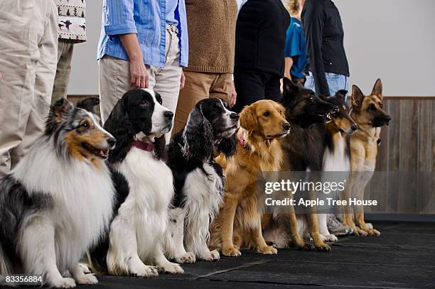 reihe von purebred hunde in obiedience class - mittelgroße tiergruppe stock-fotos und bilder