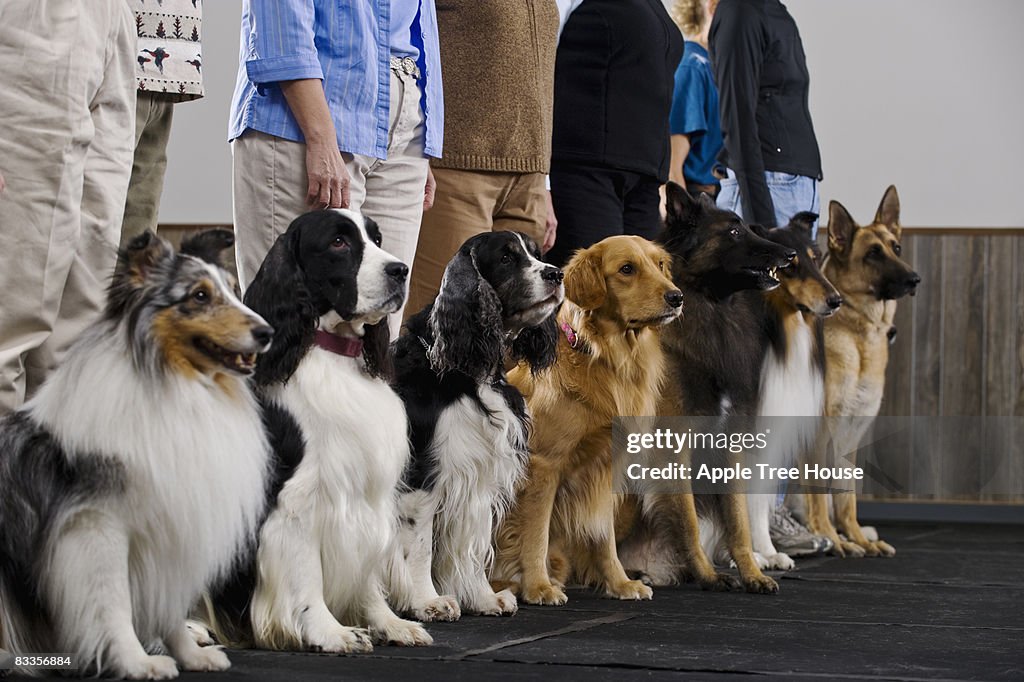Line of purebred dogs in obiedience class