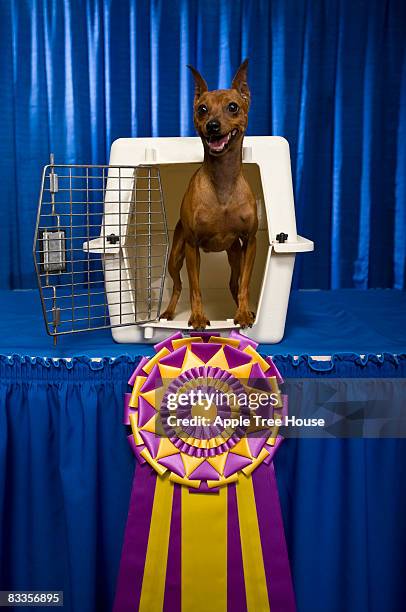 perro pequeño con amplio, cinta de nivel profesional - whitmore lake fotografías e imágenes de stock