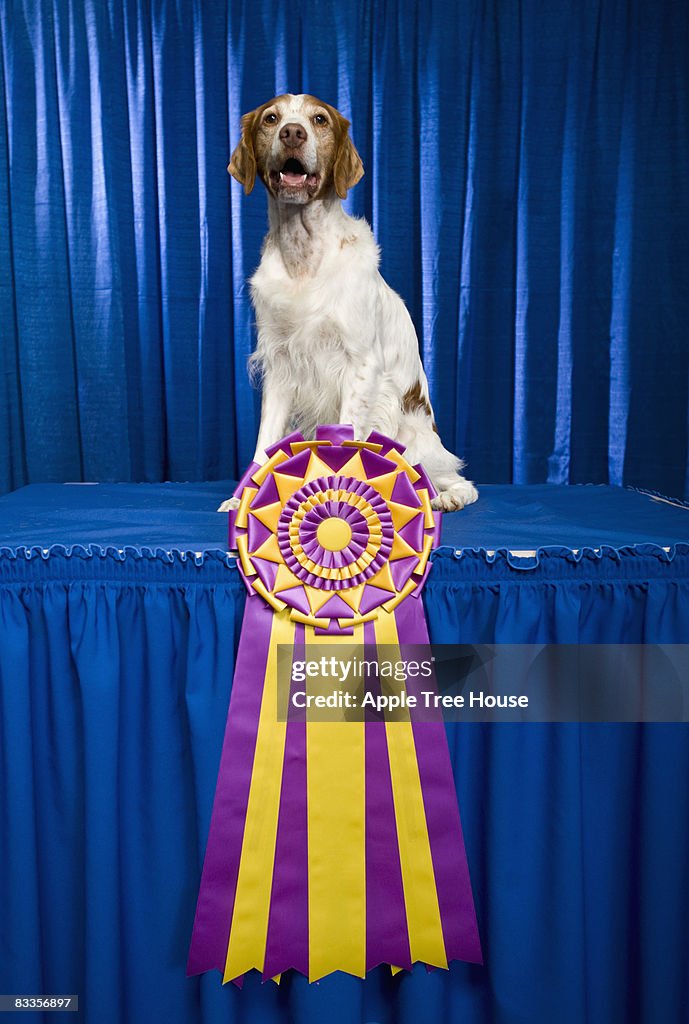 Brittany cachorro com grandes, campeonato de fita