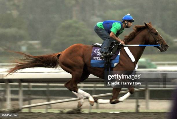 Curlin, riden by Carlos Rosas during the morning workout session October 20, 2008 in preparation for the Breeders' Cup at Santa Anita Park in...