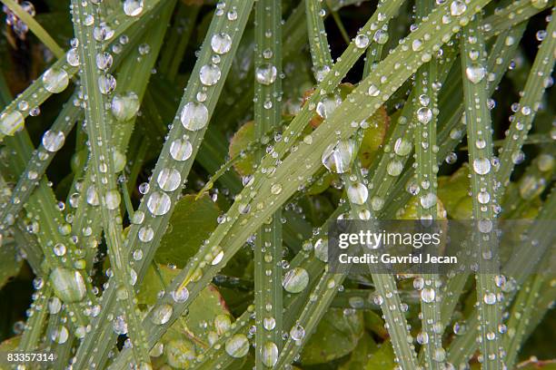 raindrops on alpine plants - mount rainier nationalpark stock-fotos und bilder