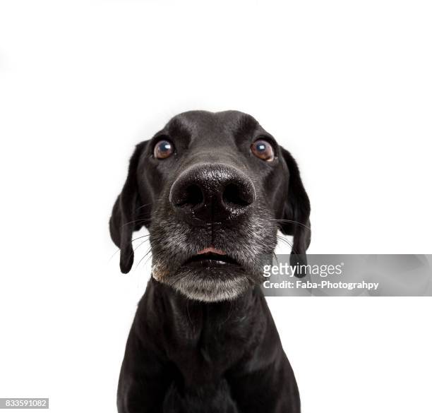 2,072 Labrador Retriever Funny Photos and Premium High Res Pictures - Getty  Images