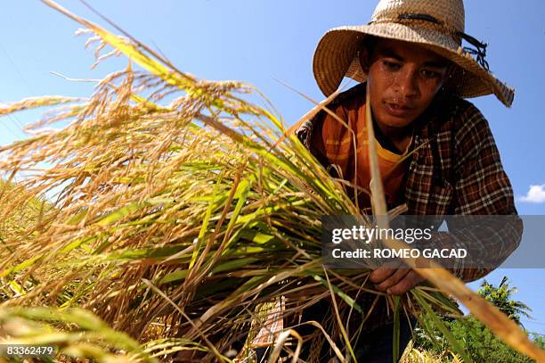 Filipino farmer Froilan Uduqa harvests rice in Pangasinan province in northern Philippines on October 19, 2008. World rice markets are likely to...