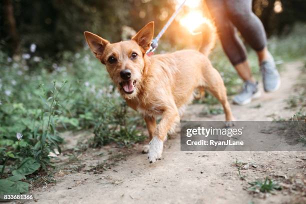 frau mit hund joggen - haustierleine stock-fotos und bilder