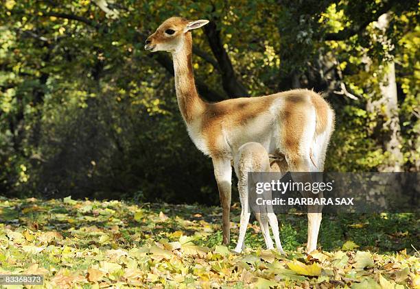 Little vicuna Antonio is fed by his mother Anni in his outdoor enclosure on October 21, 2008 at the Zoologischer Garten zoo in Berlin. Antonio was...