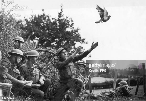British soldiers in the south of England train a carrier pigeon to deliver messages during World War II, 15th August 1940.
