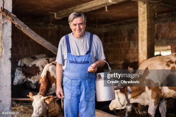 farmer arbeitet auf bio-bauernhof dairy kühe mit - farmer cow stock-fotos und bilder
