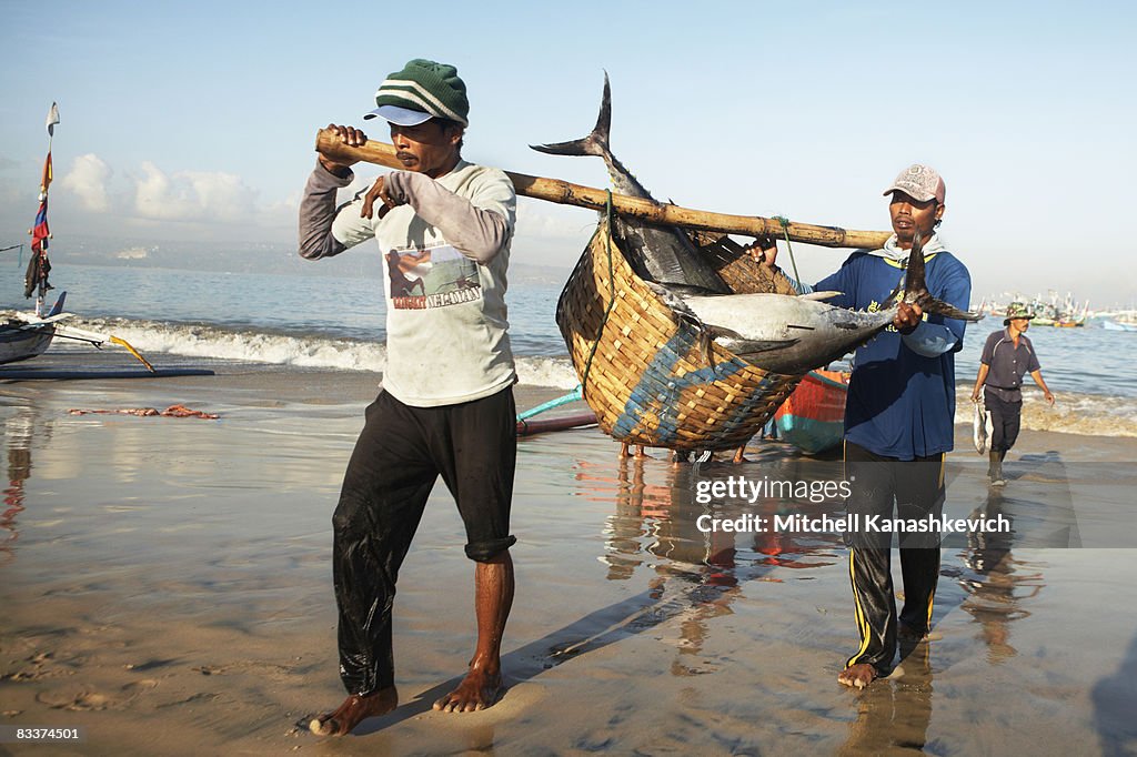 Laborers carry a giant tuna to the market