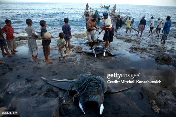 A manta ray, Lamalera - a traditional whaling village in Flores, Lembata, East Indonesia