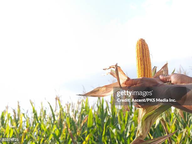 hands pull back ears of corn to reveal cob, field - corn on the cob - fotografias e filmes do acervo