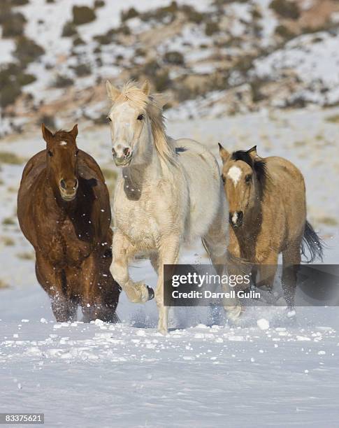 quarter horses running in snow - three quarter front view stockfoto's en -beelden