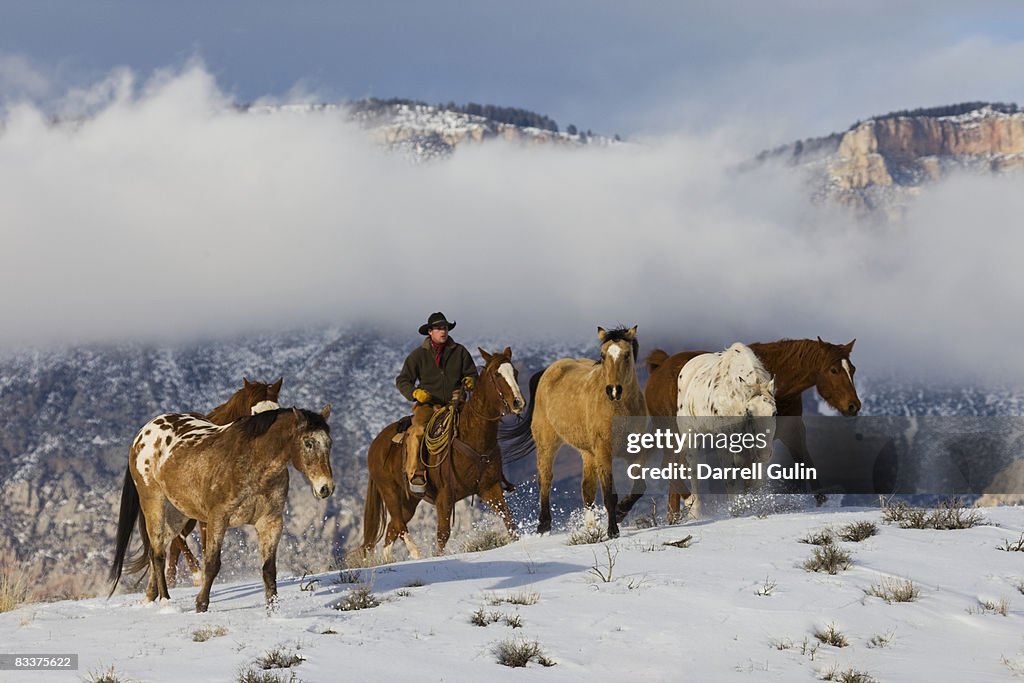 Herding Horses Wintertime Snows