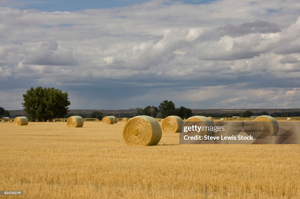 Harvested Wheat